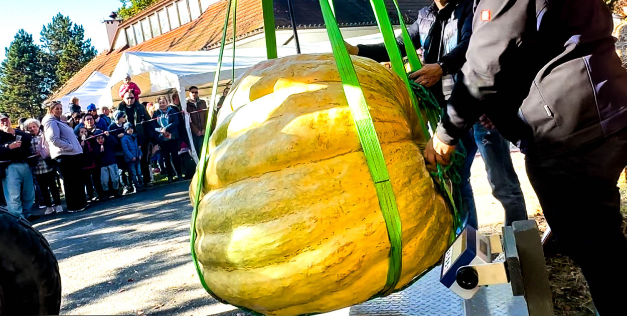 Ogród Botaniczny PAN w Powsinie - największa dynia - 888 kg