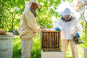 Pracowite pszczoły na STP Kabaty-5669