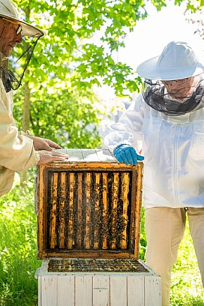 Pracowite pszczoły na STP Kabaty-5669