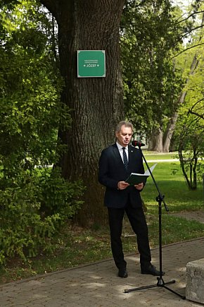 Dąb Józef na Ursynowie. Ku pamięci nestora-6178