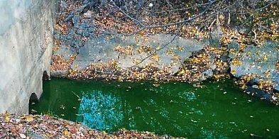 Zielona woda znów w Potoku Służewieckim. Ktoś zatruł rzeczkę?-20666