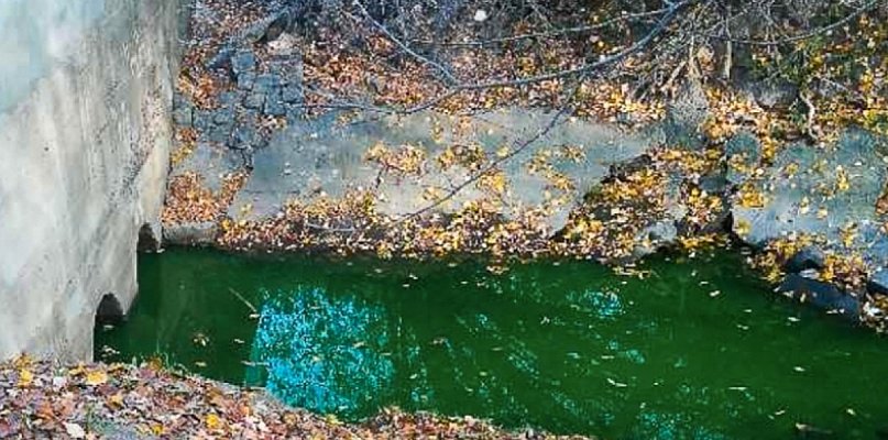 Zielona woda znów w Potoku Służewieckim. Ktoś zatruł rzeczkę? - 20666