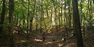 Tajemnicze wąwozy w Lesie Kabackim. Stworzyła je natura czy człowiek?-21047