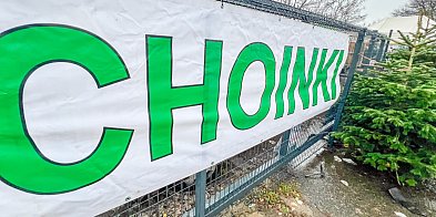 Jak wybrać choinkę? Podlewać ją czy nie? Profesor SGGW radzi!-5052