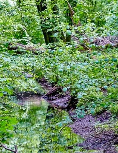 Las Natoliński - nasza mała Puszcza Białowieska!-7042