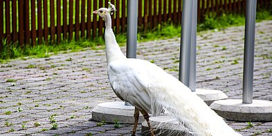 Biała zjawa w parku Przy Bażantarni [ZOBACZ]-23345