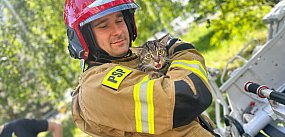 Ursynowscy strażacy ratowali kota w opresji