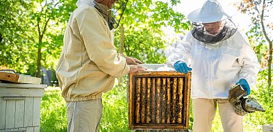 Pracowite pszczoły z metra na STP Kabaty. Pierwszy tegoroczny miód zebrany!-28517