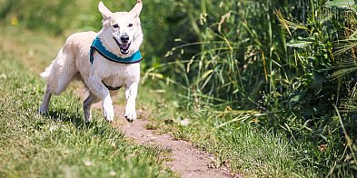 Zarząd Zieleni apeluje do właścicieli psów. Bądźcie czujni na trawnikach!-29283