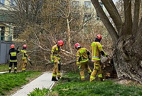 O krok od tragedii. Duże drzewo spadło na alejkę-33967