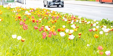 Tulipanowy dywan na Ursynowie. Jest zjawiskowy!-34415