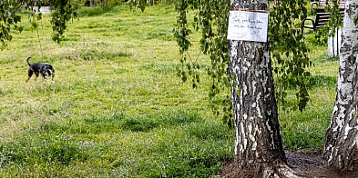 Łopata kontra psie dołki. Nietypowa akcja ursynowianina-34824