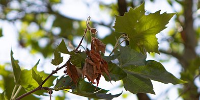 Usychają kabackie platany. Rak czy grzyb?-35487
