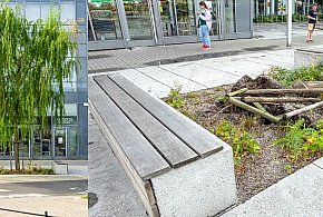 Po burzy na Ursynowie. Przewrócona wierzba pod oknami burmistrza-35856