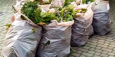 Zielone odpady - beton w ratuszu. Będą masowe rezygnacje z kompostowania?-35923