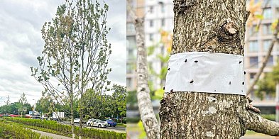 Alarm w parku nad POW. Osiem dębów do wymiany po ataku szkodnika-36009
