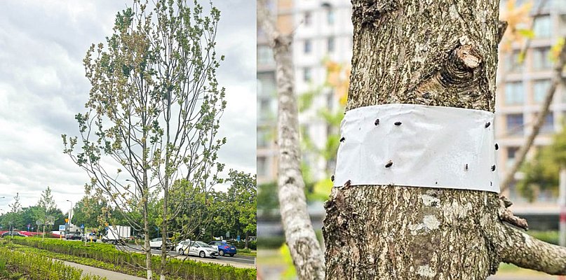 Alarm w parku nad POW. Osiem dębów do wymiany po ataku szkodnika - 36009
