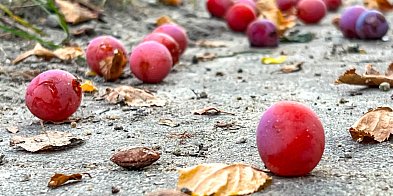 Owocowe łowy pod Kopą Cwila. Ursynów pachnie papierówką i śliwką!-10220