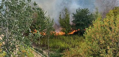 Pożar nad jeziorkiem imielińskim. Szybka akcja strażaków zapobiegła tragedii-36475