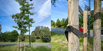 Wandale niszczą młode drzewa. Na Ursynowie to plaga!-36458