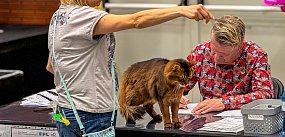 Koty opanują Ursynów! Rusza wyjątkowa wystawa