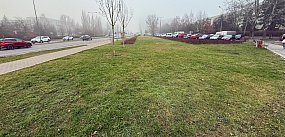 Drzewa znikają z al. KEN jedno po drugim