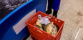 Słynna sprawa "karpiowa" zaczęła się na Ursynowie