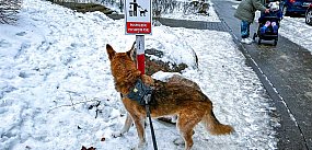 Ursynów narzeka na "psie miny" ukryte w śniegu