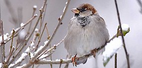 Mrozy zabijają ptaki. Apel sąsiadki z Ursynowa