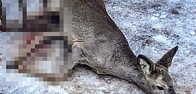 Strażacy ratowali uwięzioną sarnę. Walczy o życie