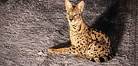 Afrykański kot zaginął przy Lesie Kabackim. Nieuchwytny