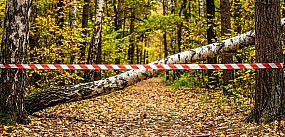 Wycinki w Lesie Kabackim. "To niezbędne zabiegi"