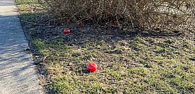 Odwilż na Ursynowie. Obrodziły pomidory i przebiśniegi