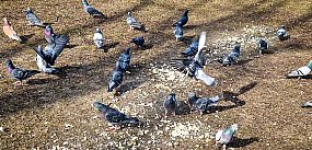 Gołębi sajgon na Ursynowie. Surowe mięso przy szpitalu