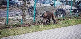 Dziki na Ursynowie. Prezydent powołuje zespół