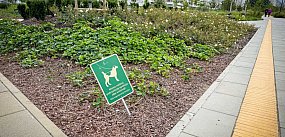 Psy niszczą nowy park na Ursynowie