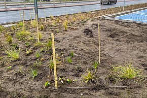 Tu się zazieleni! Nowe nasadzenia na Ursynowie-6448