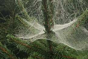 Kupujesz żywą choinkę na święta? Ten szczegół łatwo przeoczyć-38501