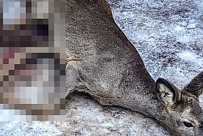 Kabaty: Strażacy ratowali uwięzioną sarnę, zwierzę walczy o życie