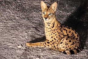 Afrykański kot zaginął przy Lesie Kabackim. Serwal wciąż nieuchwytny!