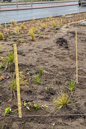 Tu się zazieleni! Nowe nasadzenia na Ursynowie-6448