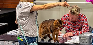 Koty opanują Ursynów! Wyjątkowa wystawa już w ten weekend-38154