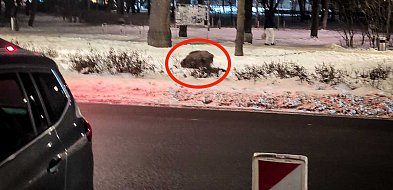 Dziki ryją w najlepsze, a służby rozkładają ręce. "Sama obecność to nie powód"