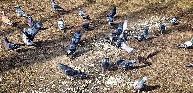 Gołębi sajgon na Ursynowie. Surowe mięso pod oknami szpitala