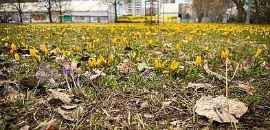 Krokusy na Ursynowie już kwitną! Gdzie szukać wiosennych dywanów?