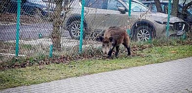 Dziki na Ursynowie i w całej stolicy. Prezydent powołuje specjalny zespół