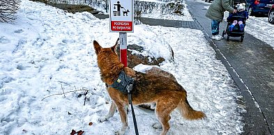 Biały puch i brązowy wstyd. Ursynów narzeka na "psie miny" ukryte w śniegu