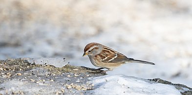 Mrozy zabijają ptaki. Wystaw wodę i karmę! Apel sąsiadki z Ursynowa