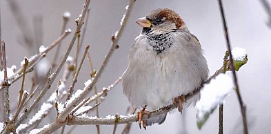 Mrozy zabijają ptaki. Wystaw wodę i karmę! Apel sąsiadki z Ursynowa