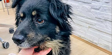 Kabaty: Znaleziono psa na krótkich łapach. Czy rozpoznajesz zgubę?